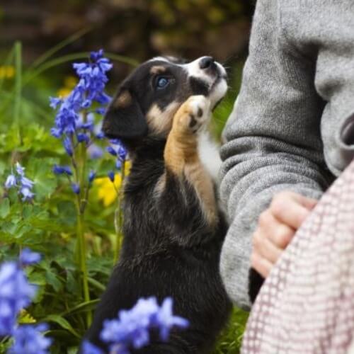 Hundehalterhaftpflicht